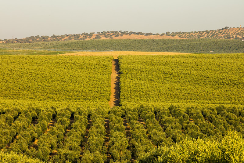 Agricultural production, Portugal — V. Ramos