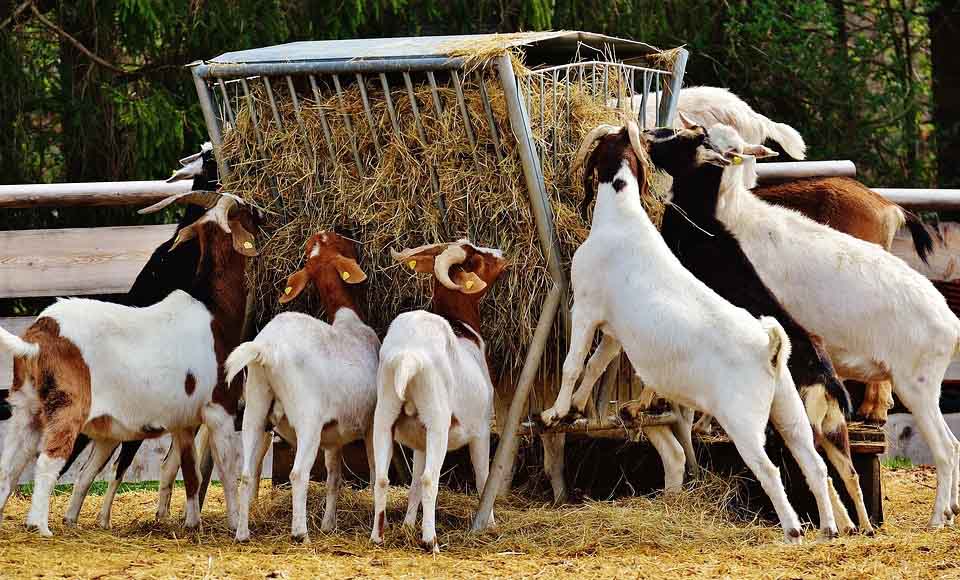 Goat livestock management — V. Ramos